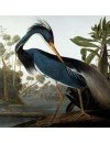 Фотография Джон Джеймс Одюбон John James Audubon