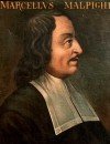 Фотография Марчелло Мальпиги Marchello Malpighi