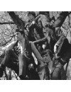 Фотография, биография Kinks